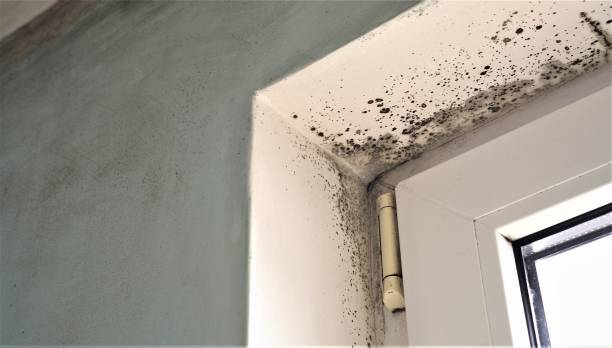 Best Comprehensive Air Testing for Mold Contaminants  in Tyrone, PA