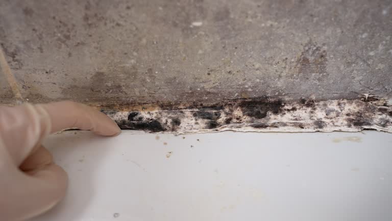Best Mold Removal for HVAC Installations  in Tyrone, PA
